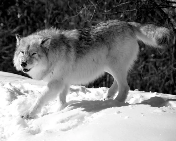 Close Shot Beautiful Wild Wolf Winter Landscape — Stockfoto