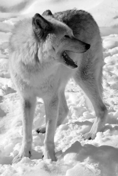 Close Shot Beautiful Wild Wolf Winter Landscape — Fotografia de Stock