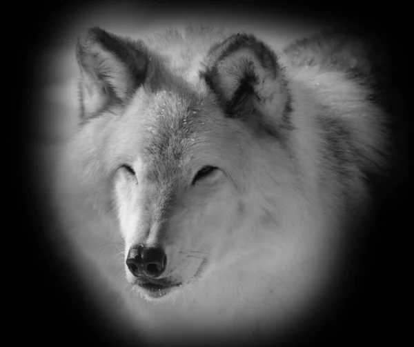Close Shot Beautiful Wild Wolf Winter Landscape — Fotografia de Stock