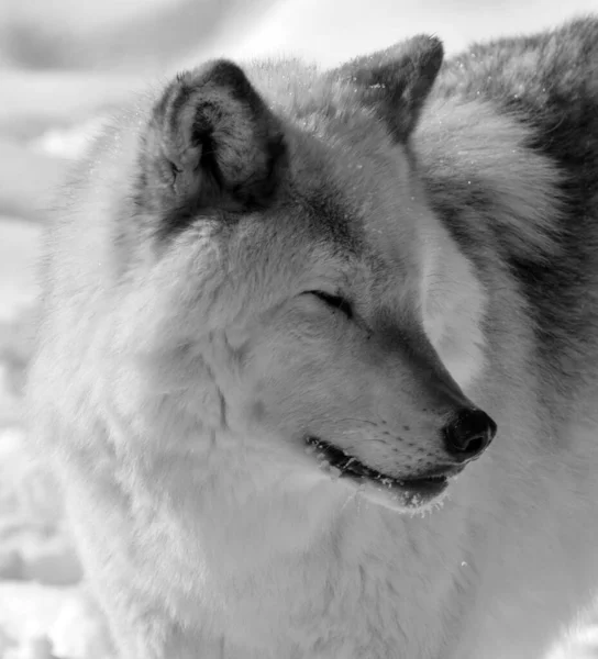 Close Shot Beautiful Wild Wolf Winter Landscape — Stock Fotó