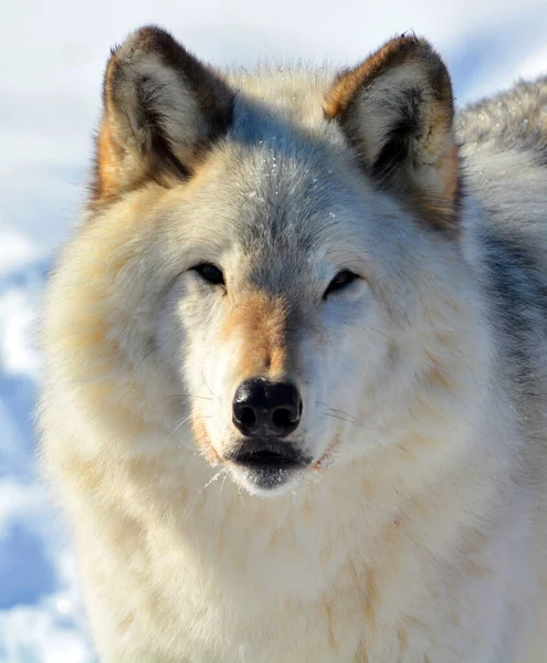 Winter Gray Wolf Also Timber Western Wolf Canine Native Wilderness —  Fotos de Stock