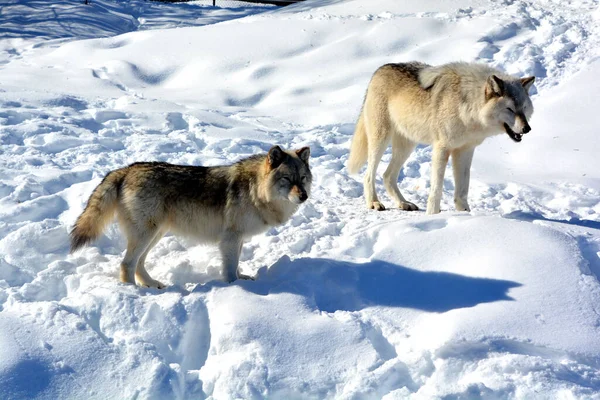 Kışın gri kurtlar, aynı zamanda kereste ya da batı kurtları, Avrasya ve Kuzey Amerika 'nın vahşi ve uzak bölgelerine özgü bir köpek türüdür.