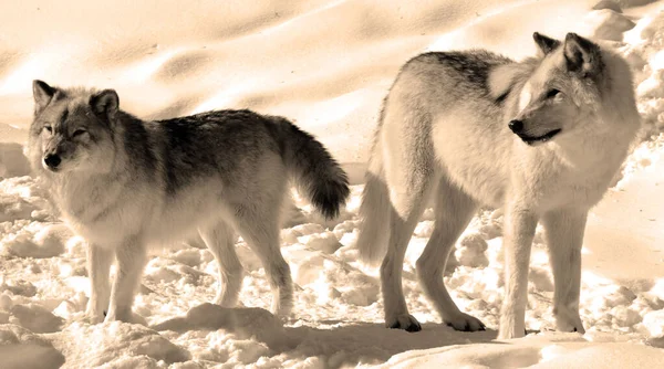 Close Shot Beautiful Wild Wolves Winter Landscape — Fotografia de Stock