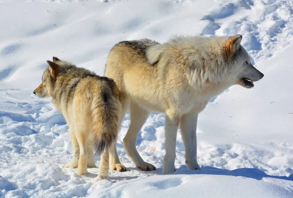 Télen Szürke Farkasok Vagy Nyugati Farkasok Egy Kutya Őshonos Vadonban — Stock Fotó