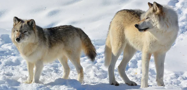 Kışın gri kurtlar, aynı zamanda kereste ya da batı kurtları, Avrasya ve Kuzey Amerika 'nın vahşi ve uzak bölgelerine özgü bir köpek türüdür.