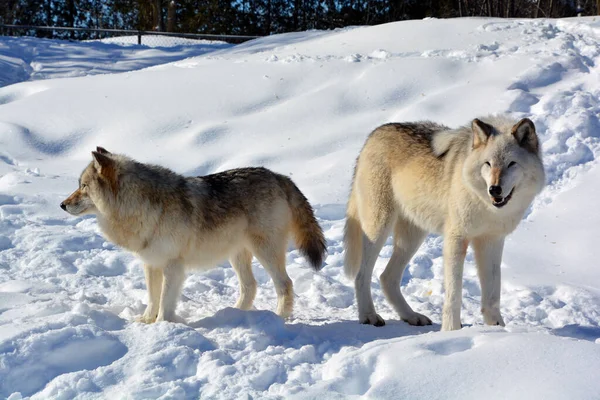 Winter Gray Wolves Also Timber Western Wolves Canine Native Wilderness — Stock fotografie