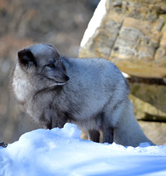 winter view of arctic fox (Vulpes lagopus), also known as the white, polar or snow fox, small fox native to the Arctic regions of the Northern Hemisphere and common throughout the Arctic tundra biome