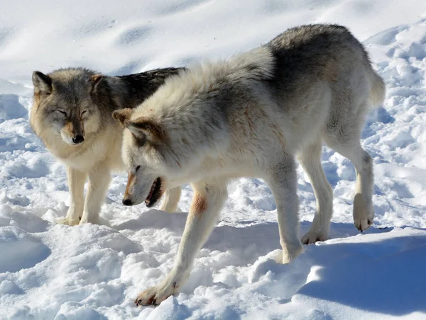 Kışın gri kurtlar, aynı zamanda kereste ya da batı kurtları, Avrasya ve Kuzey Amerika 'nın vahşi ve uzak bölgelerine özgü bir köpek türüdür.