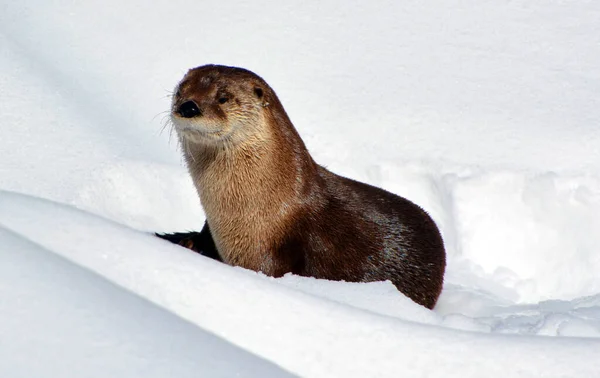 Otter Carnivorous Mammal Subfamily Lutrinae Winter — Stock Photo, Image