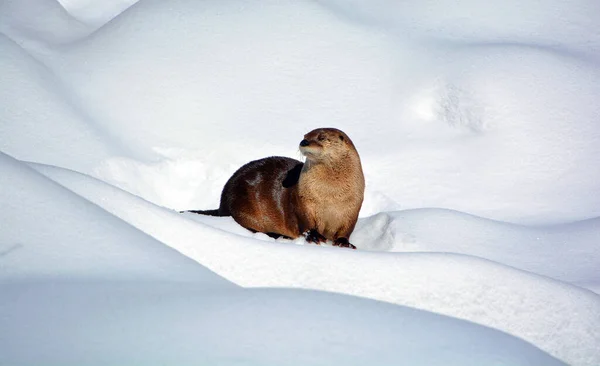 Otter Carnivorous Mammal Subfamily Lutrinae Winter — Foto de Stock