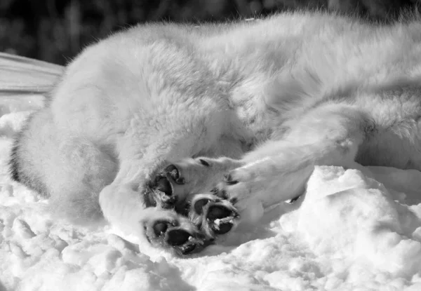 In winter arctic fox (Vulpes lagopus), also known as the white, polar or snow fox, is a small fox native to the Arctic regions of the Northern Hemisphere and common throughout the Arctic tundra biome