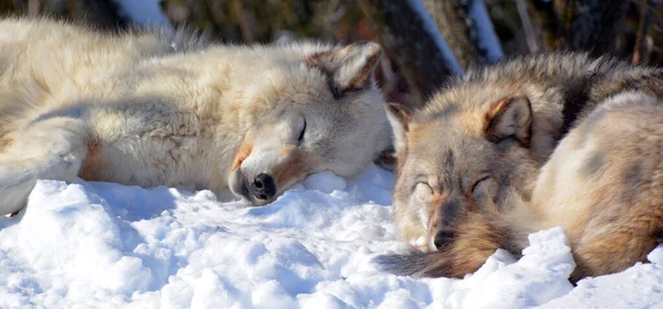 Winter Gray Wolves Also Timber Western Wolves Canine Native Wilderness — 스톡 사진