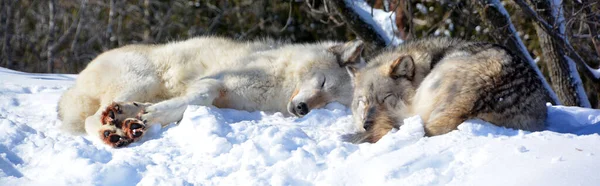 Winter Gray Wolves Also Timber Western Wolves Canine Native Wilderness — 스톡 사진