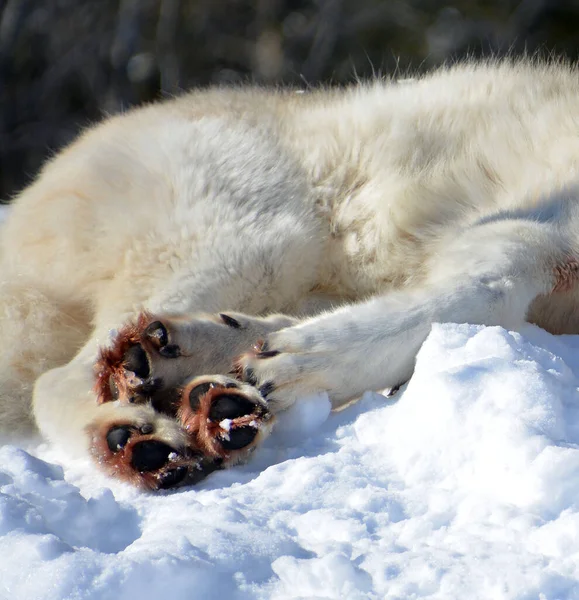 Зимовий Арктичний Лисиця Vulpes Lagopus Також Відомий Білий Полярний Або — стокове фото