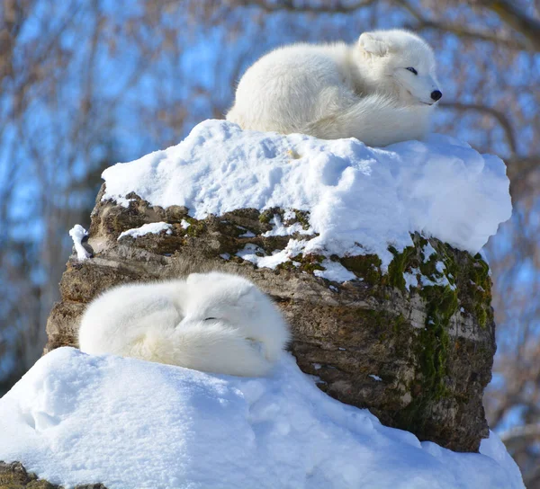 Winter View Arctic Foxes Vulpes Lagopus Also Known White Polar — Stock Photo, Image