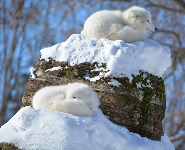 winter view of arctic foxes (Vulpes lagopus), also known as the white, polar or snow foxes, small foxes native to the Arctic regions of the Northern Hemisphere and common throughout the Arctic tundra biome