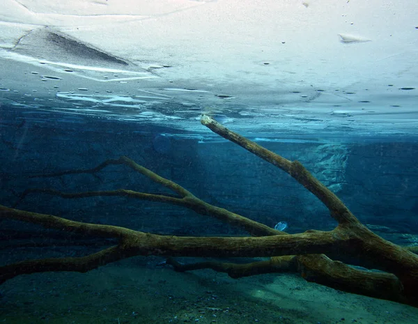 Κορμός Δέντρου Στο Νερό Υποβρύχιο Τοπίο — Φωτογραφία Αρχείου