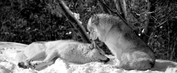 Close Shot Beautiful Wild Wolves Winter Landscape — Photo