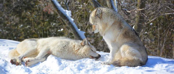 Kışın gri kurtlar, aynı zamanda kereste ya da batı kurtları, Avrasya ve Kuzey Amerika 'nın vahşi ve uzak bölgelerine özgü bir köpek türüdür.