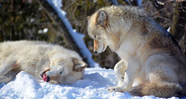 Winter Gray Wolves Also Timber Western Wolves Canine Native Wilderness — Stockfoto