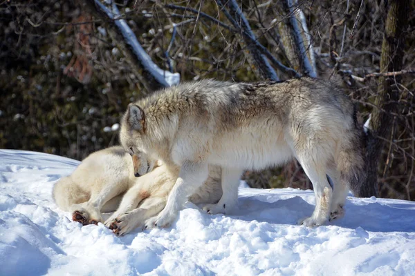 Winter Gray Wolves Also Timber Western Wolves Canine Native Wilderness — Photo