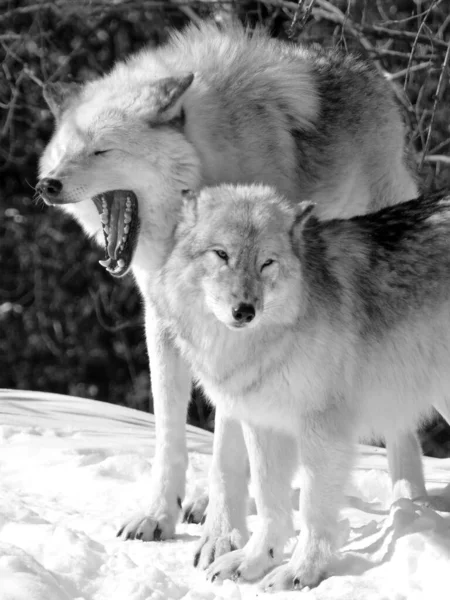Close Shot Beautiful Wild Wolves Winter Landscape — Fotografia de Stock