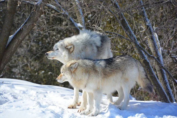 Kışın gri kurtlar, aynı zamanda kereste ya da batı kurtları, Avrasya ve Kuzey Amerika 'nın vahşi ve uzak bölgelerine özgü bir köpek türüdür.