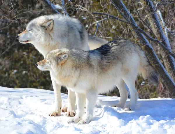 Kışın gri kurtlar, aynı zamanda kereste ya da batı kurtları, Avrasya ve Kuzey Amerika 'nın vahşi ve uzak bölgelerine özgü bir köpek türüdür.