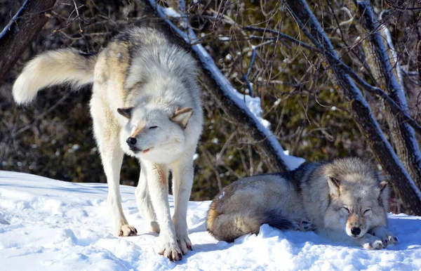 Winter Gray Wolves Also Timber Western Wolves Canine Native Wilderness — 스톡 사진