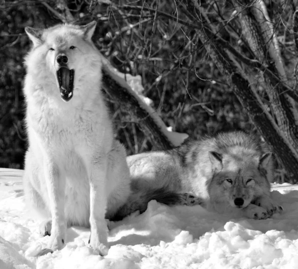 Close Shot Beautiful Wild Wolves Winter Landscape — Foto de Stock