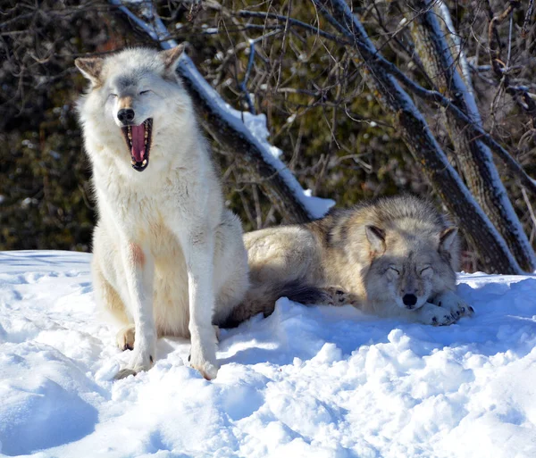 Winter Gray Wolves Also Timber Western Wolves Canine Native Wilderness — Fotografia de Stock