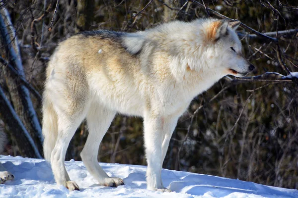 Kışlık gri kurtta (ayrıca kereste veya batı kurdu olarak da bilinir) Avrasya ve Kuzey Amerika 'nın vahşi ve uzak bölgelerine özgü bir köpek türüdür. Ailesinin en büyük üyesidir.