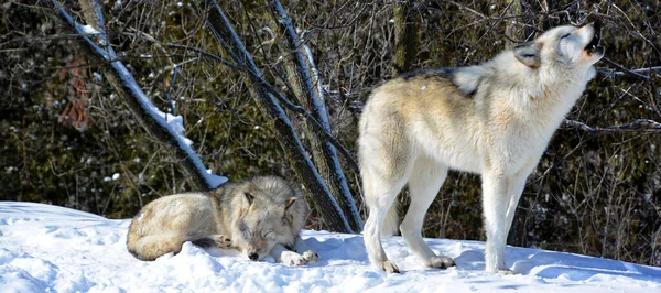 Winter Gray Wolves Also Timber Western Wolves Canine Native Wilderness — 스톡 사진