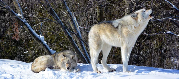 Winter Gray Wolves Also Timber Western Wolves Canine Native Wilderness — Fotografia de Stock