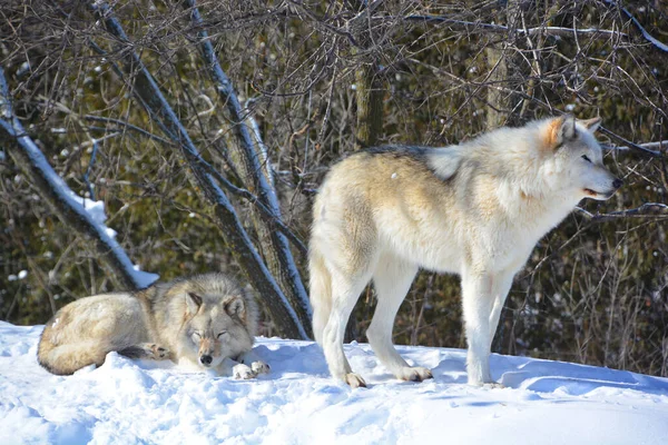 Kışın gri kurtlar, aynı zamanda kereste ya da batı kurtları, Avrasya ve Kuzey Amerika 'nın vahşi ve uzak bölgelerine özgü bir köpek türüdür.