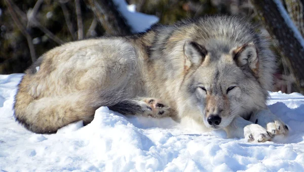 Kışlık gri kurtta (ayrıca kereste veya batı kurdu olarak da bilinir) Avrasya ve Kuzey Amerika 'nın vahşi ve uzak bölgelerine özgü bir köpek türüdür. Ailesinin en büyük üyesidir.