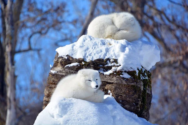winter view of arctic foxes (Vulpes lagopus), also known as the white, polar or snow foxes, small foxes native to the Arctic regions of the Northern Hemisphere and common throughout the Arctic tundra biome