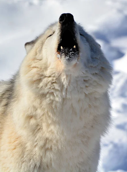 Winter Gray Wolf Also Timber Western Wolf Canine Native Wilderness — kuvapankkivalokuva