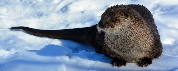 Otter ยงล วยนมท นเน อในครอบคร Lutrinae ในฤด หนาว — ภาพถ่ายสต็อก