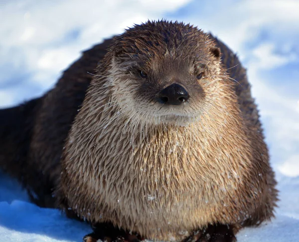 Otter Carnivorous Mammal Subfamily Lutrinae Winter — Stock Photo, Image