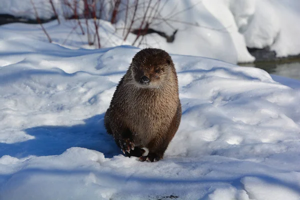Otter Carnivorous Mammal Subfamily Lutrinae Winter — Foto de Stock
