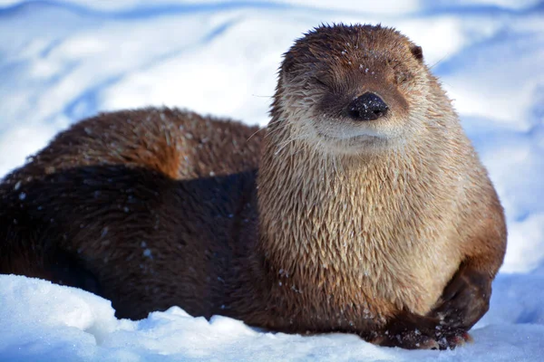 Otter Carnivorous Mammal Subfamily Lutrinae Winter —  Fotos de Stock