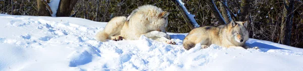 Winter Gray Wolves Also Timber Western Wolves Canine Native Wilderness — Zdjęcie stockowe