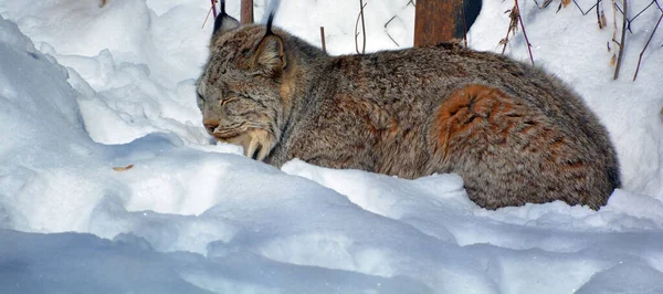 Canada Lynx Couple Canadian Lynx North American Mammal Cat Family — Foto de Stock