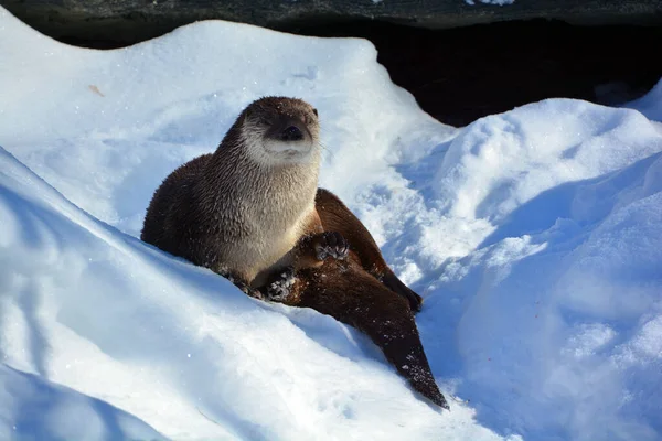 Otter Carnivorous Mammal Subfamily Lutrinae Winter — ストック写真