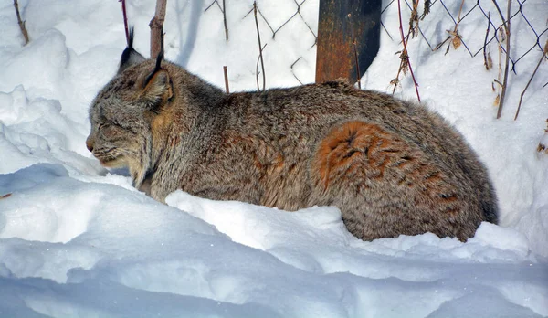 Canada Lynx Een Zoogdier Uit Familie Van Spitsmuizen Felidae — Stockfoto