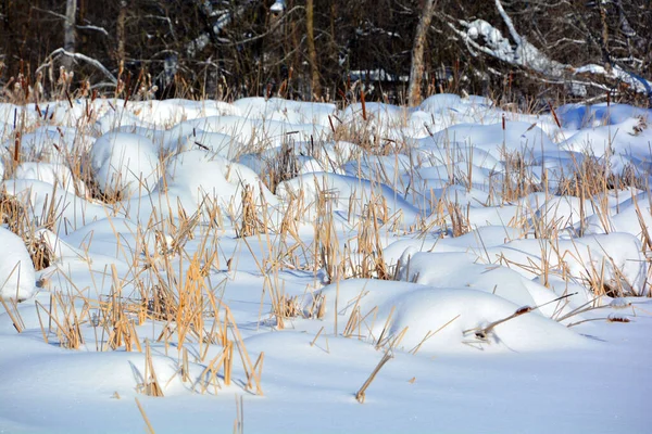 Winter Landscape Snow Dry Grass — Fotografia de Stock