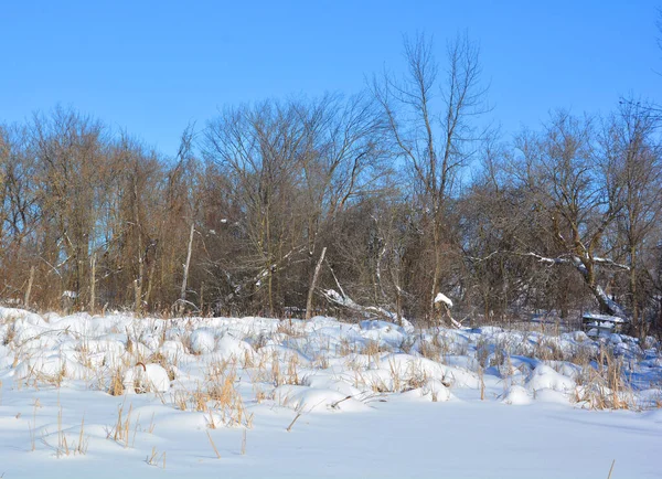 Зимний Пейзаж Деревьями Снегом — стоковое фото