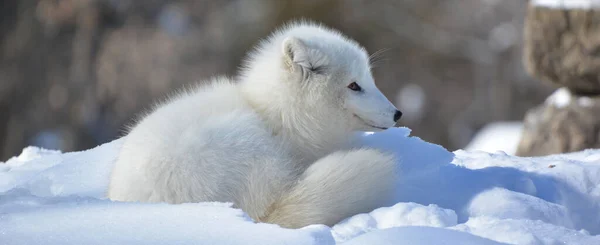 Zimie Lisica Arktyczna Vulpes Lagopus Znana Również Jako Lis Biały — Zdjęcie stockowe