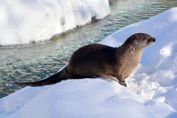 Otter Carnivorous Mammal Subfamily Lutrinae Winter — ストック写真